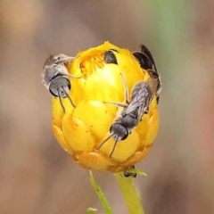 Lasioglossum (Chilalictus) lanarium (Halictid bee) at Dryandra St Woodland - 20 Nov 2023 by ConBoekel