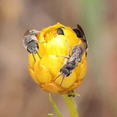 Lasioglossum (Chilalictus) lanarium (Halictid bee) at Dryandra St Woodland - 21 Nov 2023 by ConBoekel