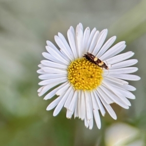 Glyphipterix chrysoplanetis at Aranda, ACT - 19 Nov 2023