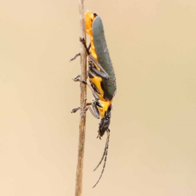 Chauliognathus lugubris (Plague Soldier Beetle) at Dryandra St Woodland - 21 Nov 2023 by ConBoekel