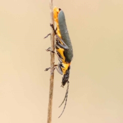 Chauliognathus lugubris (Plague Soldier Beetle) at Dryandra St Woodland - 20 Nov 2023 by ConBoekel