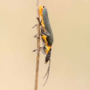 Chauliognathus lugubris at Dryandra St Woodland - 21 Nov 2023