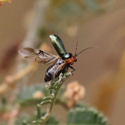 Adoxia benallae (Leaf beetle) at Dryandra St Woodland - 20 Nov 2023 by ConBoekel