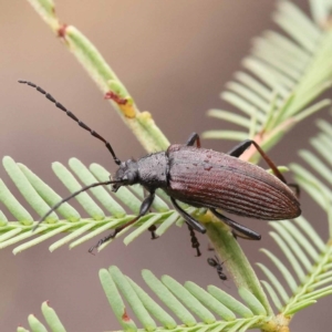 Homotrysis cisteloides at Dryandra St Woodland - 21 Nov 2023 09:39 AM