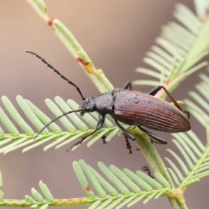 Homotrysis cisteloides at Dryandra St Woodland - 21 Nov 2023