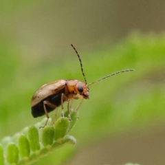 Ecnolagria grandis (Honeybrown beetle) at Dryandra St Woodland - 21 Nov 2023 by ConBoekel