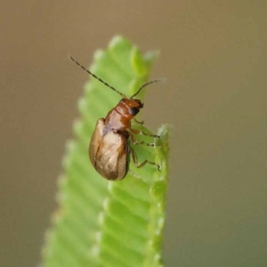 Ecnolagria grandis at Dryandra St Woodland - 21 Nov 2023 09:17 AM