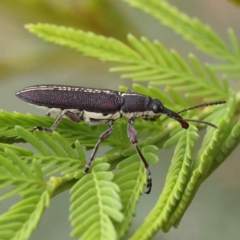 Rhinotia sp. in brunnea-group (A belid weevil) at Dryandra St Woodland - 20 Nov 2023 by ConBoekel