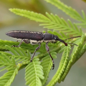 Rhinotia sp. in brunnea-group at Dryandra St Woodland - 21 Nov 2023