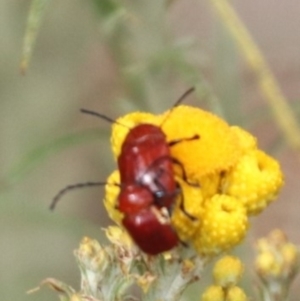 Aporocera (Aporocera) haematodes at North Mitchell Grassland  (NMG) - 21 Nov 2023 09:47 AM