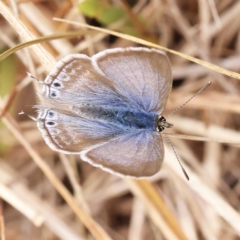 Lampides boeticus (Long-tailed Pea-blue) at Dryandra St Woodland - 21 Nov 2023 by ConBoekel