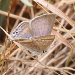 Lampides boeticus at Dryandra St Woodland - 21 Nov 2023