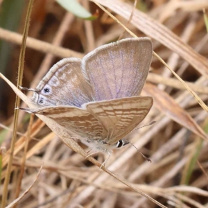 Lampides boeticus at Dryandra St Woodland - 21 Nov 2023