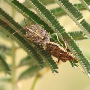 Omyta centrolineata at Dryandra St Woodland - 21 Nov 2023 09:19 AM