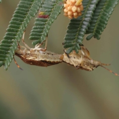 Omyta centrolineata at Dryandra St Woodland - 21 Nov 2023 09:19 AM