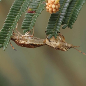 Omyta centrolineata at Dryandra St Woodland - 21 Nov 2023 09:19 AM