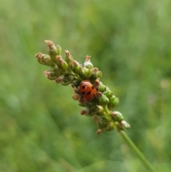 Hippodamia variegata (Spotted Amber Ladybird) at Franklin, ACT - 20 Nov 2023 by HappyWanderer