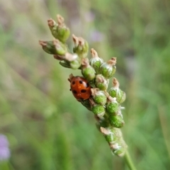 Hippodamia variegata at North Mitchell Grassland  (NMG) - 21 Nov 2023 09:51 AM