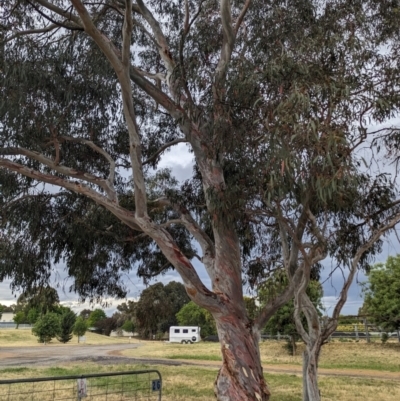 Eucalyptus mannifera (Brittle Gum) at Lions Youth Haven - Westwood Farm - 20 Nov 2023 by HelenCross