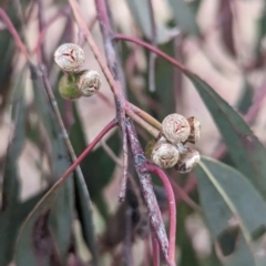 Eucalyptus mannifera at Lions Youth Haven - Westwood Farm A.C.T. - 20 Nov 2023 04:03 PM