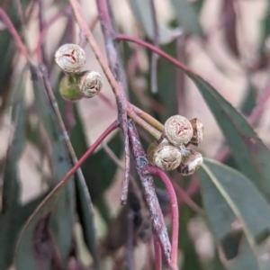 Eucalyptus mannifera at Lions Youth Haven - Westwood Farm A.C.T. - 20 Nov 2023 04:03 PM