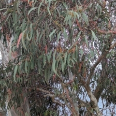 Eucalyptus mannifera at Lions Youth Haven - Westwood Farm A.C.T. - 20 Nov 2023