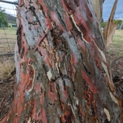 Eucalyptus mannifera at Lions Youth Haven - Westwood Farm A.C.T. - 20 Nov 2023