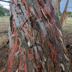 Eucalyptus mannifera at Lions Youth Haven - Westwood Farm A.C.T. - 20 Nov 2023