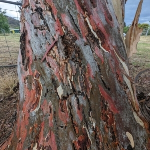 Eucalyptus mannifera at Lions Youth Haven - Westwood Farm A.C.T. - 20 Nov 2023 04:03 PM