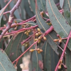 Eucalyptus mannifera at Lions Youth Haven - Westwood Farm A.C.T. - 20 Nov 2023 04:03 PM