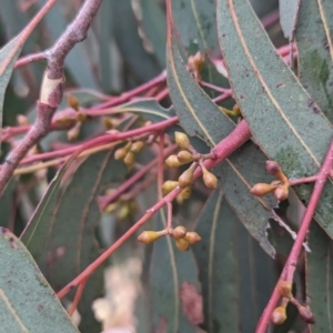 Eucalyptus mannifera at Lions Youth Haven - Westwood Farm A.C.T. - 20 Nov 2023