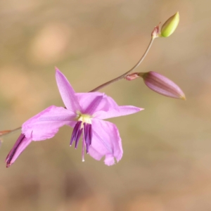 Arthropodium fimbriatum at Dryandra St Woodland - 21 Nov 2023 10:02 AM