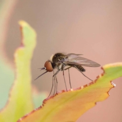 Geron nigralis (Slender bee fly) at Dryandra St Woodland - 20 Nov 2023 by ConBoekel