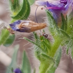 Lauxaniidae (family) at Franklin, ACT - 20 Nov 2023 by HappyWanderer