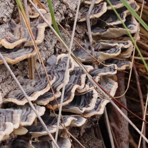 Trametes versicolor at Dryandra St Woodland - 21 Nov 2023 08:46 AM