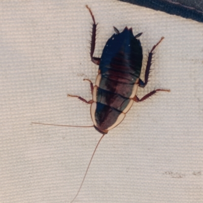 Drymaplaneta communis (Eastern Wood Runner, Common Shining Cockroach) at Millers Bluff, TAS - 21 Nov 2023 by Philstudy88