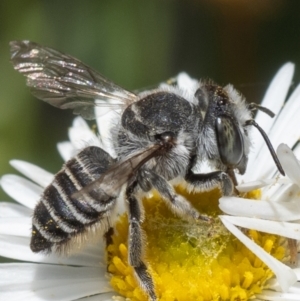 Megachile (Eutricharaea) serricauda at Murrumbateman, NSW - 21 Nov 2023