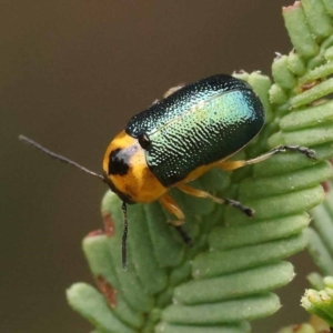 Aporocera (Aporocera) consors at Dryandra St Woodland - 21 Nov 2023