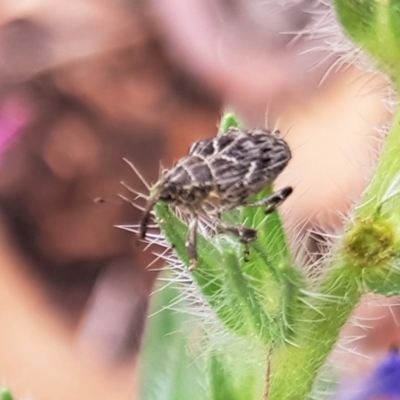 Mogulones geographicus (Paterson's Curse root weevil) at North Mitchell Grassland  (NMG) - 21 Nov 2023 by HappyWanderer