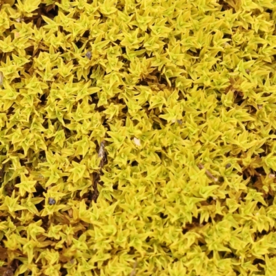 Unverified Moss, Liverwort or Hornwort at Dryandra St Woodland - 21 Nov 2023 by ConBoekel