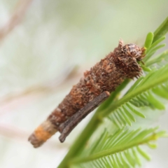 Conoeca or Lepidoscia (genera) IMMATURE (Unidentified Cone Case Moth larva, pupa, or case) at Dryandra St Woodland - 21 Nov 2023 by ConBoekel