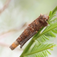 Unidentified Case moth (Psychidae) at Dryandra St Woodland - 20 Nov 2023 by ConBoekel