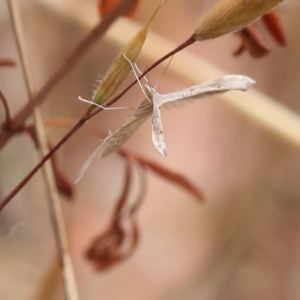 Platyptilia celidotus at Dryandra St Woodland - 21 Nov 2023