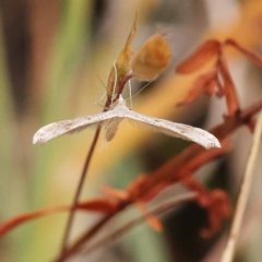 Platyptilia celidotus at Dryandra St Woodland - 21 Nov 2023 09:25 AM