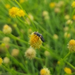 Coccinellidae (family) (Unidentified lady beetle) at North Mitchell Grassland  (NMG) - 20 Nov 2023 by HappyWanderer