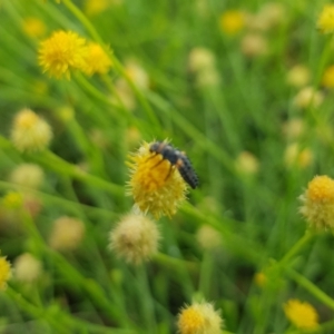 Coccinellidae (family) at North Mitchell Grassland  (NMG) - 21 Nov 2023