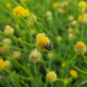 Coccinellidae (family) at North Mitchell Grassland  (NMG) - 21 Nov 2023