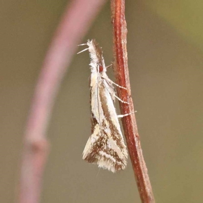 Thema macroscia (A concealer moth) at Dryandra St Woodland - 20 Nov 2023 by ConBoekel