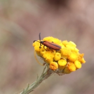 Porrostoma rhipidium at North Mitchell Grassland  (NMG) - 21 Nov 2023 09:48 AM