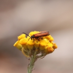 Porrostoma rhipidium at North Mitchell Grassland  (NMG) - 21 Nov 2023 09:48 AM